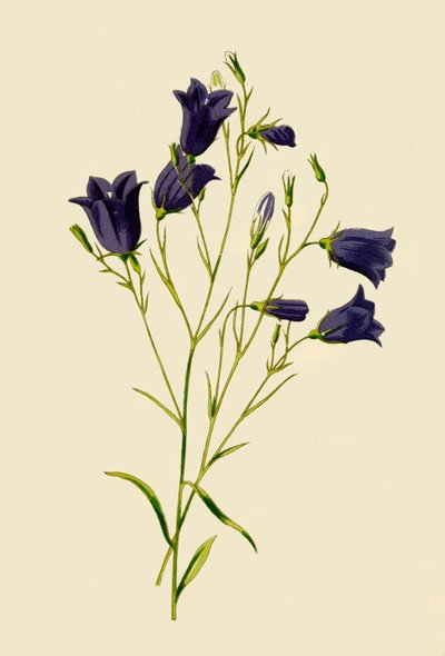 Harebell, 1877 by Frederick Edward Hulme