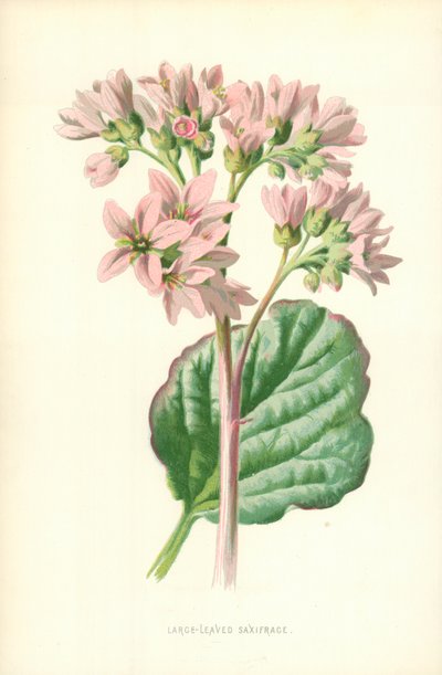 Large-Leaved Saxifrage by Frederick Edward Hulme