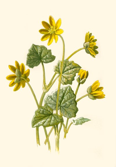 Lesser Celandine by Frederick Edward Hulme