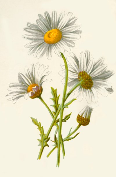 Ox-Eye Daisy by Frederick Edward Hulme
