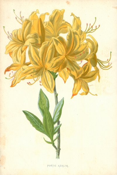 Pontic Azalea by Frederick Edward Hulme