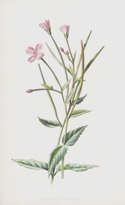 Small Willow-Herb by Frederick Edward Hulme