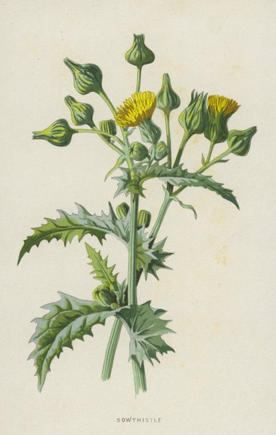 Sowthistle by Frederick Edward Hulme