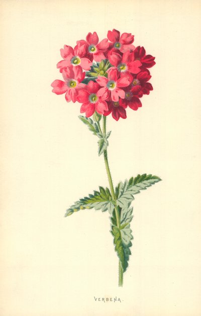 Verbena by Frederick Edward Hulme