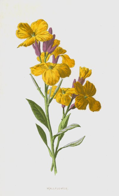 Wallflower by Frederick Edward Hulme