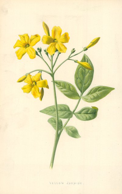 Yellow Jasmine by Frederick Edward Hulme