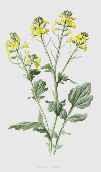 Yellow Rocket by Frederick Edward Hulme