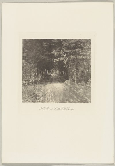 Fir Woods near Leith Hill, Surrey by Frederick H. Evans
