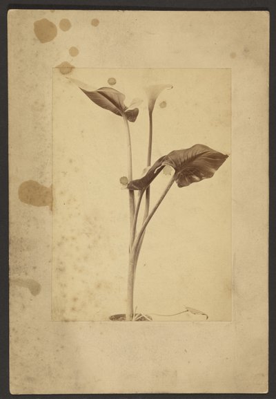 Calla Lily by Frederick H. Hollyer