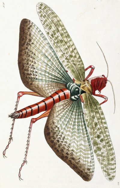 Egyptian Locust, 1790 by Frederick Polydor Nodder