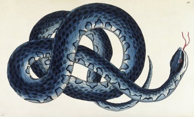 Southern Water Snake by Frederick Polydor Nodder