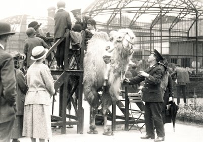 Camel Riding with Keeper H. Warwick by Frederick William Bond