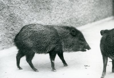 Collared Peccaries at London Zoo by Frederick William Bond