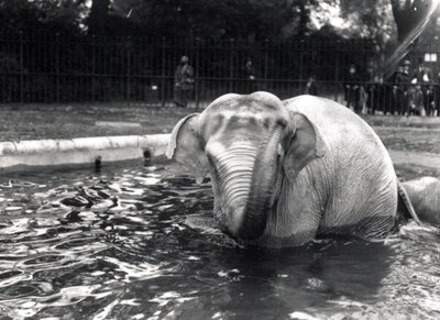 Elephant bathing by Frederick William Bond