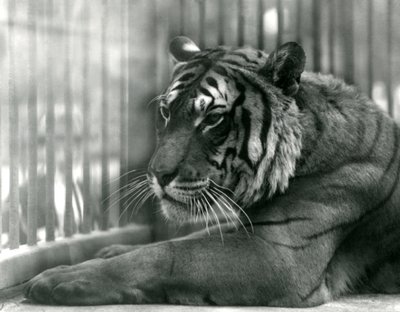Tiger Sam at London Zoo, 1925 by Frederick William Bond
