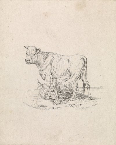 Bull by Frederik Lodewijk Huygens