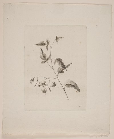 Flower Motif by Frederik Schepelern