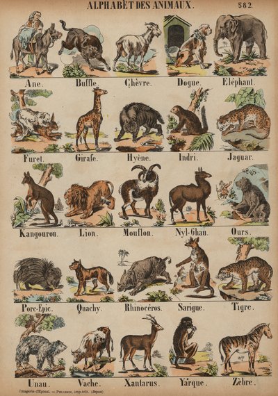 A to Z of Animals by French School