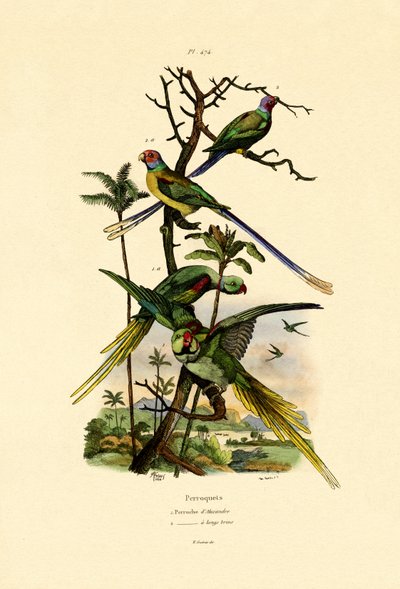 Alexandrine Parakeet by French School