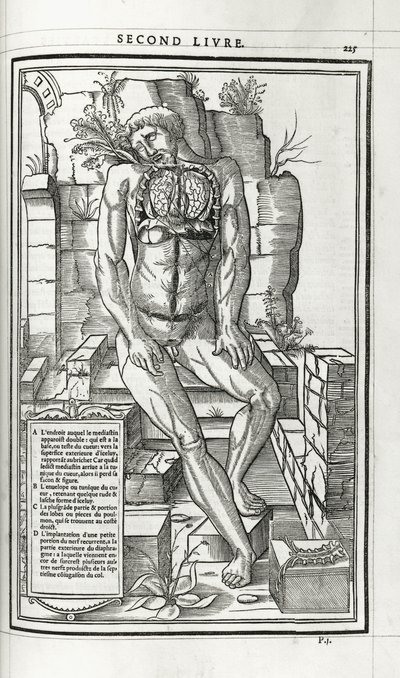 Anatomical Illustration, 1546 by French School