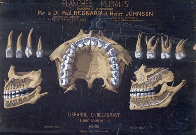 Anatomical wallchart of the teeth by French School