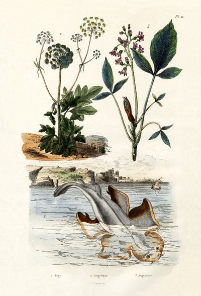 Angelshark, 1833-39 by French School
