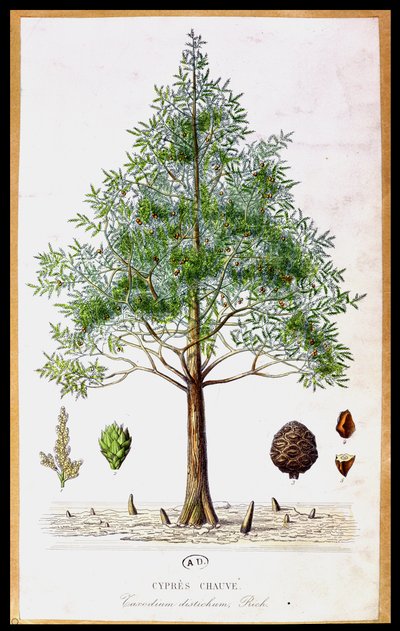 Bald Cypress Tree by French School