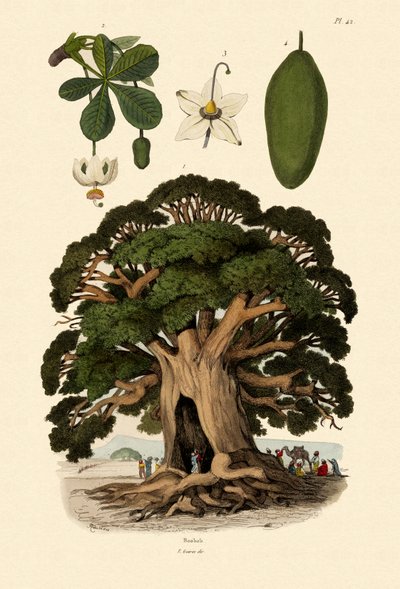 Baobab Tree, 1833-39 by French School