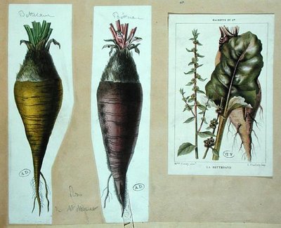 Beetroot, three botanical plates by French School