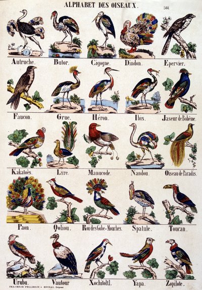 Bird Alphabet by French School