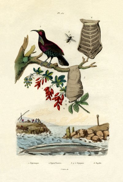 Bird of Paradise by French School