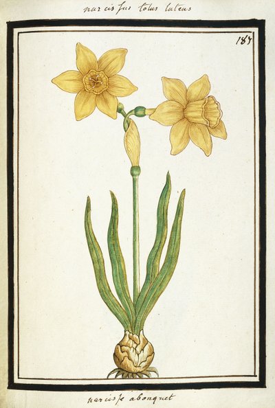 Bouquet Narcissus, c.1700 by French School