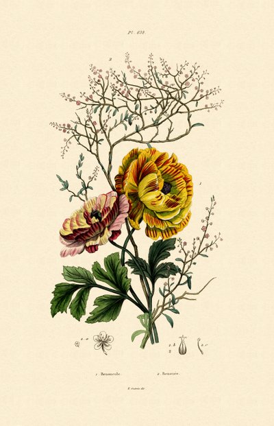 Buttercup by French School