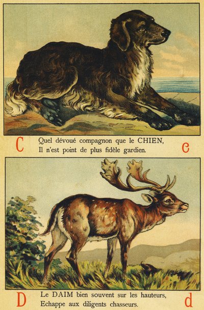 C as Dog and D as Suede by French School