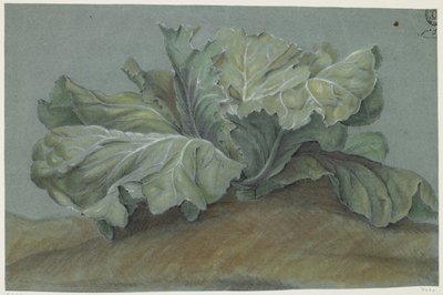 Cabbage Plant by French School
