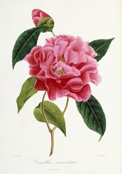 Camellia reticulata, 1839-1943 by French School