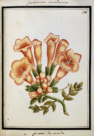 Canadian Jasmine, c.1700 by French School