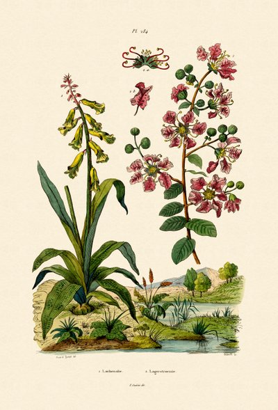 Cape Cowslip by French School
