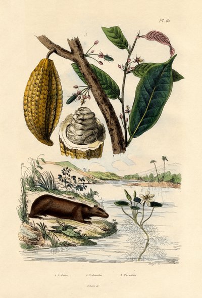 Capybara by French School