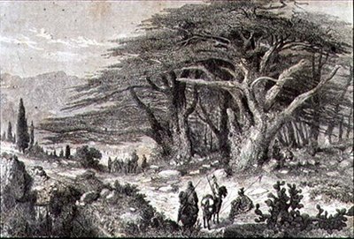 Cedar Trees in the Lebanon by French School