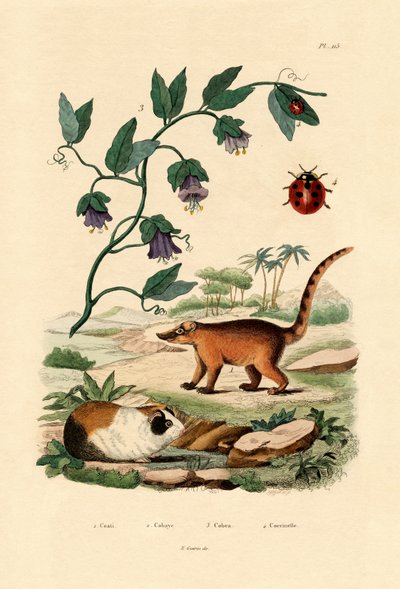 Coati by French School
