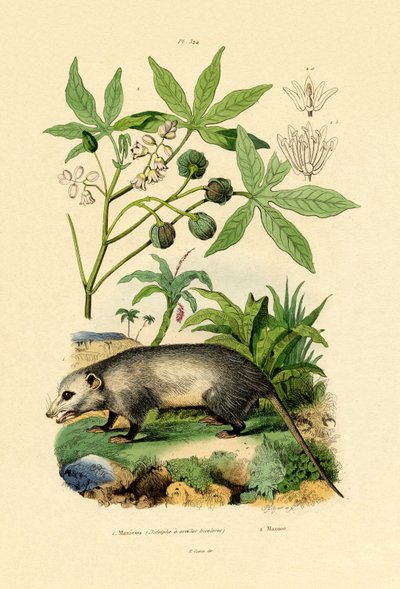 Common Opossum by French School