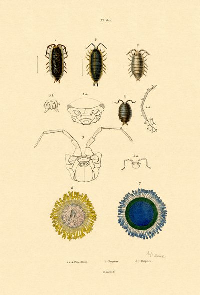 Common Pill Woodlouse by French School