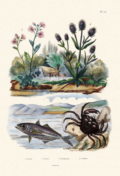 Crab by French School