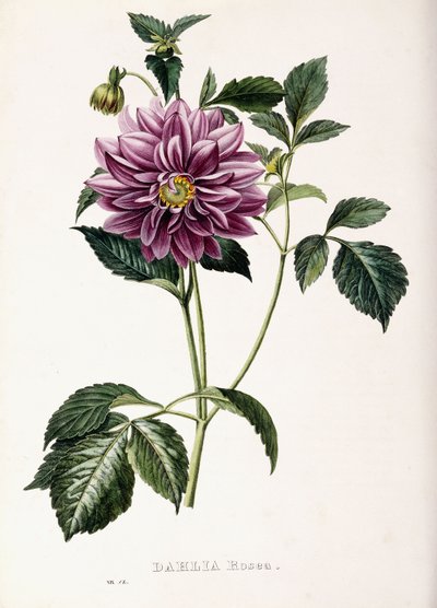 Dahlia Rosea by French School