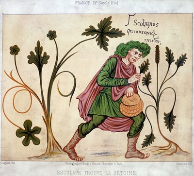 Esculapus Finds the Betoneum (Medicinal Plant) by French School