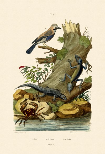 Eurasian Jay by French School