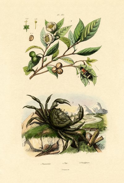 European Red-bellied Clerid by French School