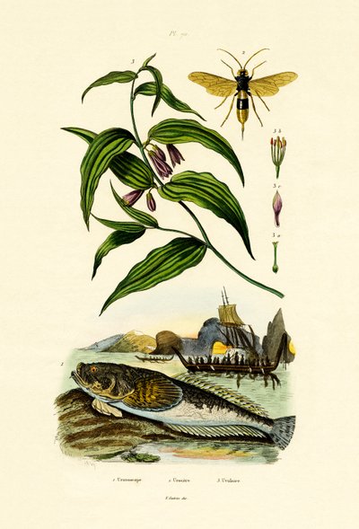 European Stargazer by French School