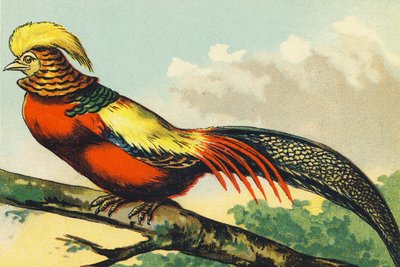 F as a Pheasant by French School